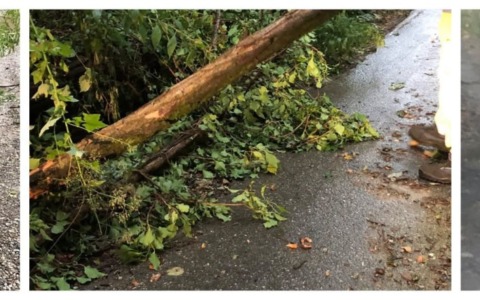 Violento temporale e forti raffiche di vento provocano il crollo di alberi