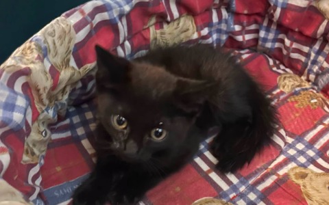 Trovano un gattino in difficoltà e chiamano i soccorsi: il grazie del sindaco ai giovani di Gassino