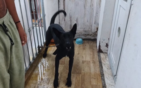 Cane legato al balcone in un metro quadrato: due persone denunciate