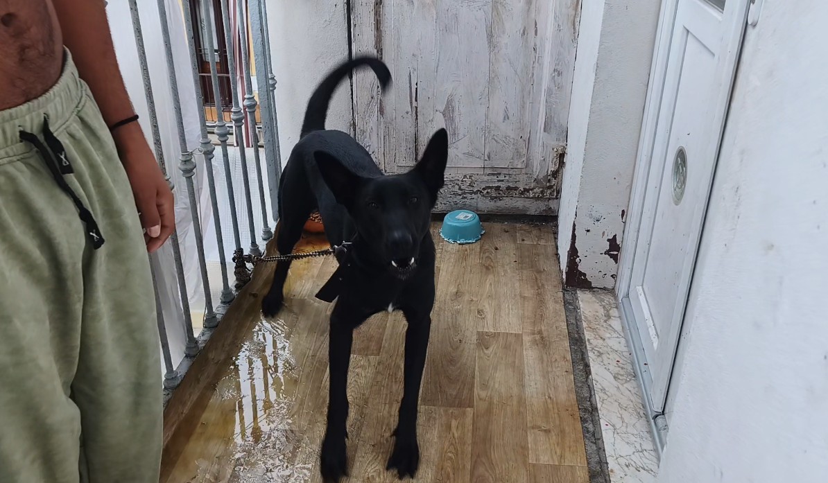 Cane legato al balcone in un metro quadrato: due persone denunciate