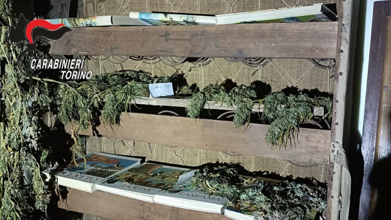 Marito e moglie coltivavano cannabis in giardino: arrestati dai Carabinieri di Venaria