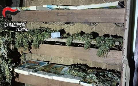Marito e moglie coltivavano cannabis in giardino: arrestati dai Carabinieri di Venaria